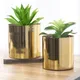 Golden__Ecofynd