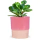Pink__Ecofynd