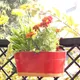 Red__Ecofynd