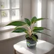 Green__Sushila Agrofert