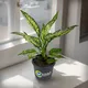 Green__Sushila Agrofert