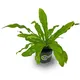 Green__Sushila Agrofert
