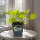 Green__Sushila Agrofert