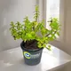 Green__Sushila Agrofert