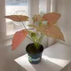 Pink__Sushila Agrofert