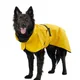 Yellow Daze__DogsMart