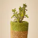 Green__AURA NEST