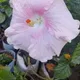 White Red Mixed__HARIGURU  PLANTS 