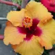 YELLOW AND RED__HARIGURU  PLANTS 