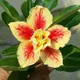 Green__Paradise Garden