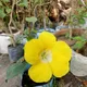 Green__HARIGURU  PLANTS 