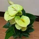 Green__HARIGURU  PLANTS 