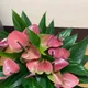 Green__HARIGURU  PLANTS 