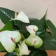 Green__HARIGURU  PLANTS 