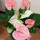 Green__HARIGURU  PLANTS 