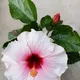 Green__HARIGURU  PLANTS 