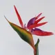 Red__HARIGURU  PLANTS 