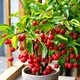 Green__HARIGURU  PLANTS 