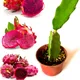 Green__HARIGURU  PLANTS 