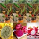 Green__HARIGURU  PLANTS 