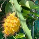 Yellow__HARIGURU  PLANTS 