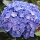 Blue Color