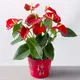 Green__HARIGURU  PLANTS 
