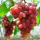 Red__HARIGURU  PLANTS 