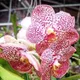 Green__HARIGURU  PLANTS 