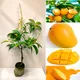 Green__HARIGURU  PLANTS 