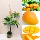 Green__HARIGURU  PLANTS 