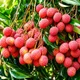 Litchi__HARIGURU  PLANTS 