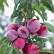 Plum__HARIGURU  PLANTS 