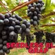 Black__HARIGURU  PLANTS 
