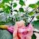 Green__HARIGURU  PLANTS 