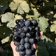 Black__HARIGURU  PLANTS 