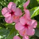 White Red Mixed__HARIGURU  PLANTS 