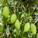 Green__HARIGURU  PLANTS 