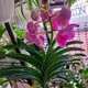Green__HARIGURU  PLANTS 