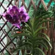 Green__HARIGURU  PLANTS 