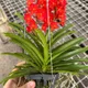 Green__HARIGURU  PLANTS 