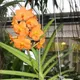 Green__HARIGURU  PLANTS 
