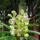 Green__HARIGURU  PLANTS 