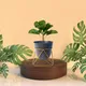 Set Of 1__FINIKY