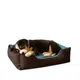 Brown-Blue__unique pet collection