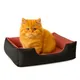 Orange-Brown__unique pet collection