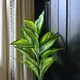 Green__JJ Homes