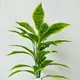 Green__JJ Homes