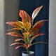 Orange__JJ Homes