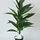 Green__JJ Homes